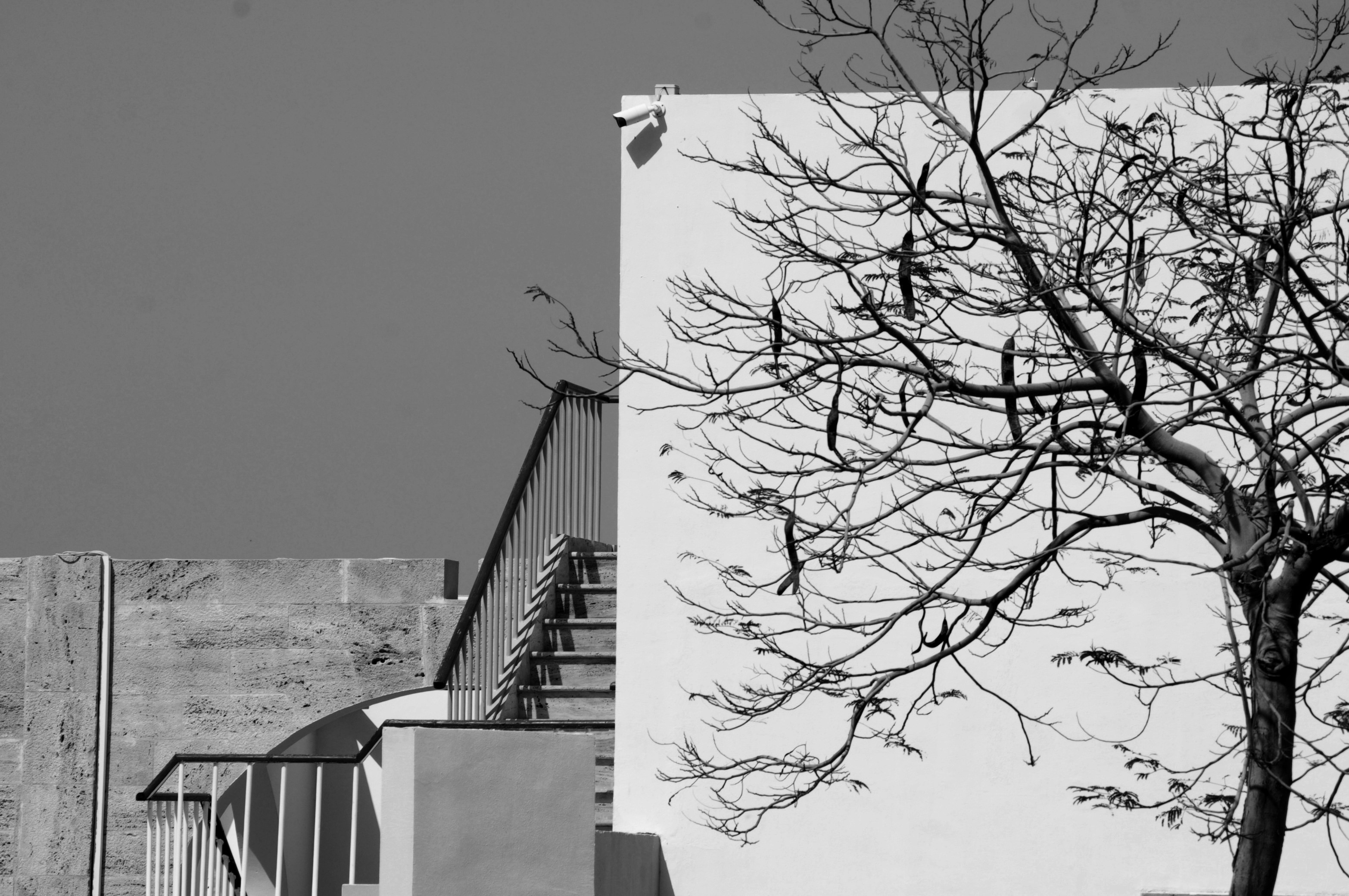 grayscale photography of concrete stairs near bare tree